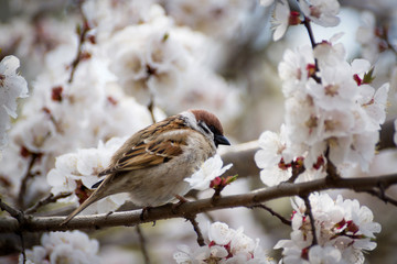 a lot of little funny birds sitting on a branch and looking curiously