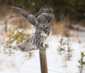 Great grey owl 