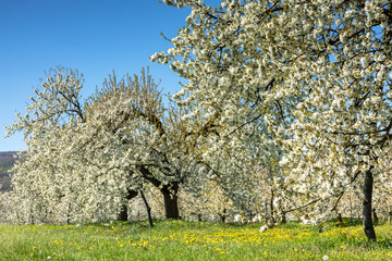 Cherry tree blossom near Ockstadt