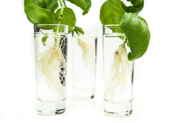The fresh green sprouted basil with roots isolated on white background. The plants are in the...