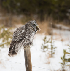 Great grey owl 