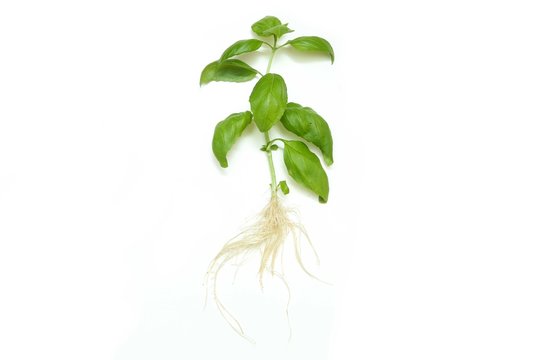 The fresh green sprouted basil with roots isolated on white background.