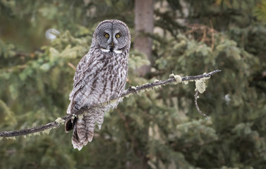 Great grey owl 