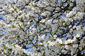 Blooming Prunus cerasifera background