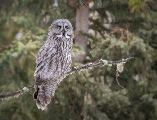 Great grey owl 