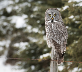 Great grey owl 