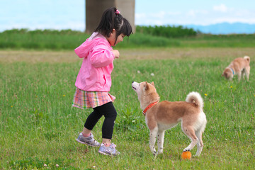 柴犬と遊ぶ女の子