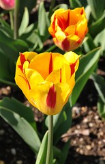 yellow flowers tulips