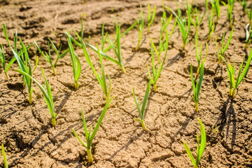 dry field of green onions 