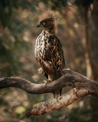 Created Hawk Eagle. Minneriya National Park, Sri Lanka. .