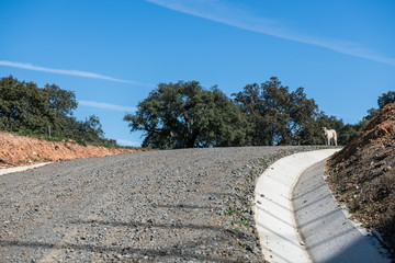 A white Spanish mastiff on top of a hill at the end of a stone path near Grimaldo