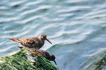 Birds on a stone (Edited)