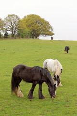 Horses graze in the pasture.