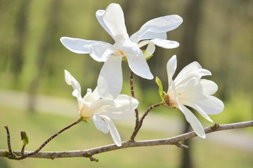 Beautiful white magnolia flower on spring blossom tree. Blooming magnolia flowers with selective focus on blurred summer background. Flowering magnoliaceae tree. White magnolia blossom on sunny day 