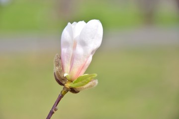 Fototapeta na wymiar Beautiful pink magnolia flower on spring blossom tree. Blooming magnolia flowers with selective focus on blurred summer background. Flowering magnoliaceae tree. Pink magnolia blossom on sunny day 