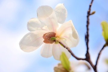 Beautiful pink magnolia flower on spring blossom tree. Blooming magnolia flowers with selective focus on blurred summer background. Flowering magnoliaceae tree. Pink magnolia blossom on sunny day 