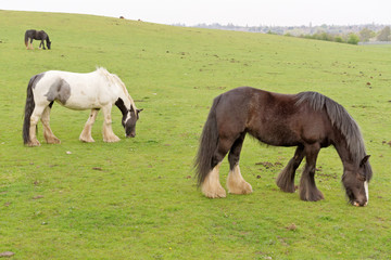 Horses graze in the pasture.