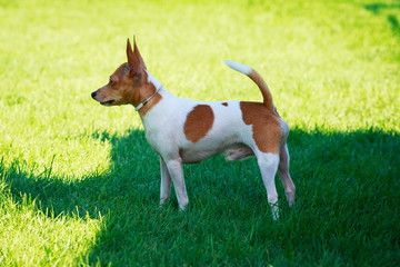 American toy terrier