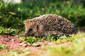 European Hedgehog, Common Hedgehog, Hedgehog, Erinaceus europaeus
