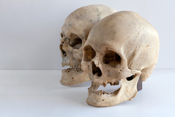 Obraz premium Two human skulls on a light background with a copy of space.