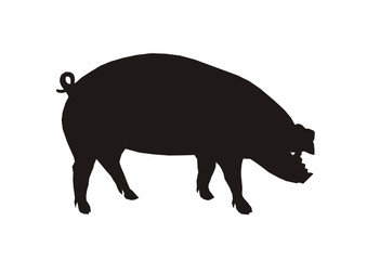 Schwein
