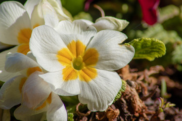 Fototapeta na wymiar Weiß-gelbe Blume