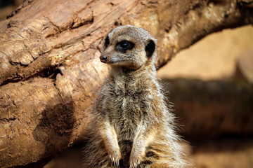 Meerkat at the zoo