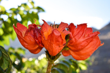 Gabon's Tulip Flower