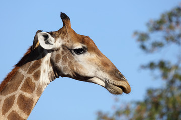 Giraffe / Giraffe / Giraffa Camelopardalis