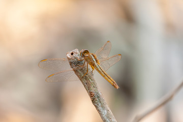 Close up of Dragonfly