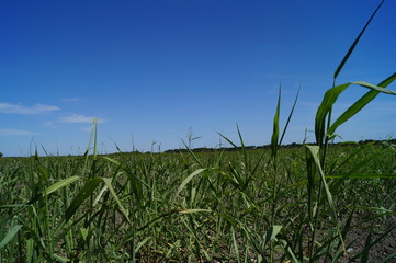 Campo de Ter&aacute;n 