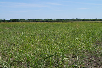 Campo de Terán