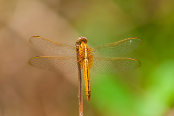 Close up Photo of Dragonfly