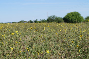 Campo de Girasoles