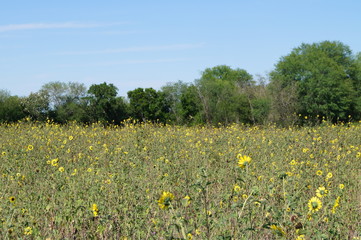 Campo de Girasoles