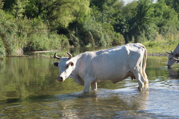 Vaca en el r&iacute;o
