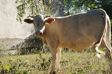Vaca 2