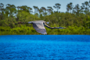 great blue heron