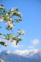 Apfelblüten - Apfelbaum - Apfelbaumblüte vor blauen Himmel und verschneiten Bergen