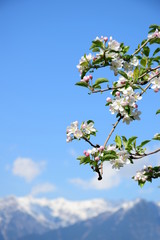Apfelblüten vor blauen Himmel und verschneiten Bergen in Südtirol
