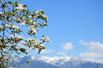 Apfelblüten - Apfelbaum - Apfelbaumblüte vor blauen Himmel und verschneiten Bergen
