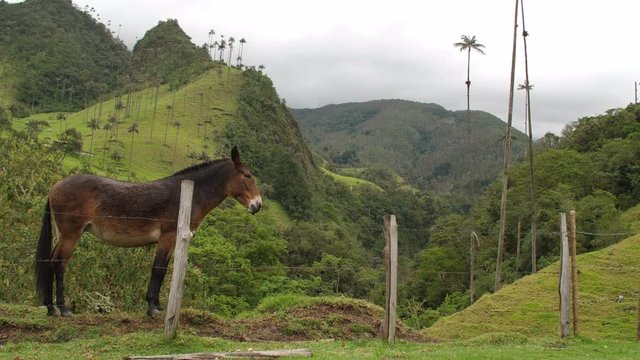 EcoTourist Takes Photos of Horse at a Beautiful View at Cocora Valley