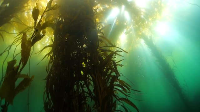 A Diver And Tall Stalks Of Kelp Forest In Monterey, CA