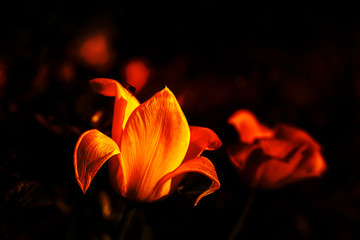 Tulpenblüte im Schatten