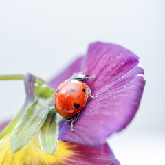 Ladybug on a violae flower.