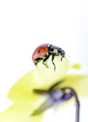 Ladybug on a violae flower.