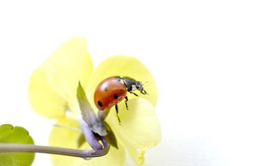 Ladybug on a violae flower.