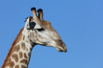 Obraz premium Giraffe / Giraffe / Giraffa Camelopardalis