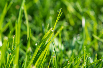 Saftige Graswiese mit Wassertropfen