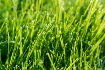 Fototapeta na wymiar Saftige Graswiese mit Wassertropfen